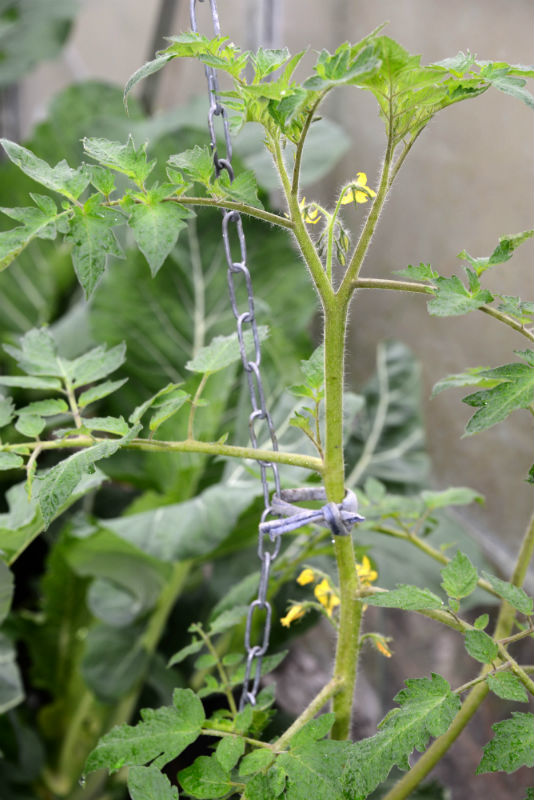 Glasshouse Hunter Chain System