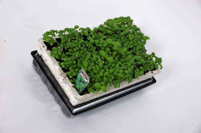 Parasene Self Watering Propagation Tray