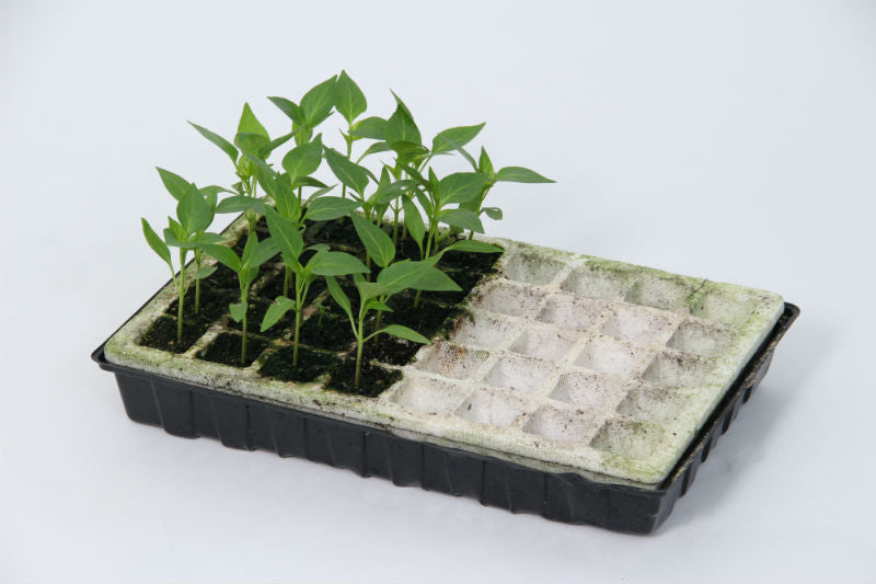 Parasene Self Watering Propagation Tray